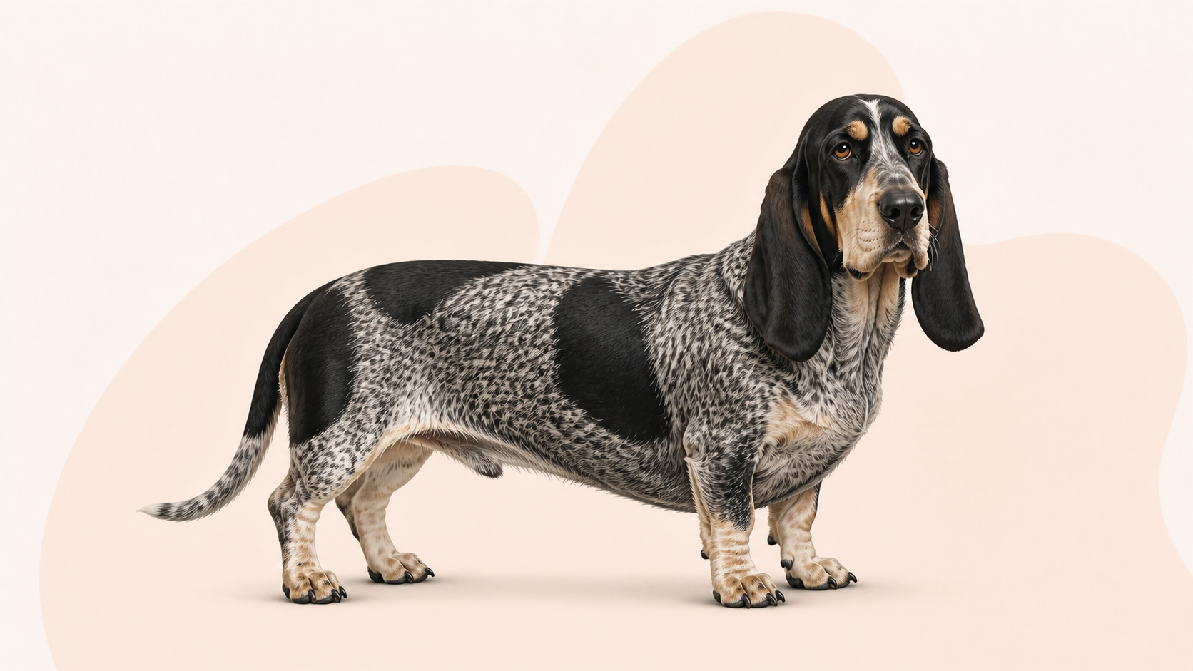 Basset bleu de gascogne